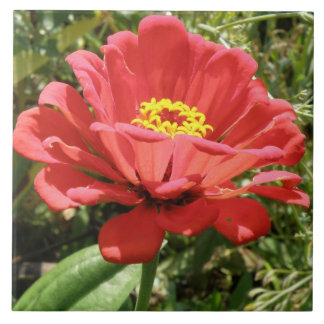 Cerámica Azulejo de Zinnia Roja