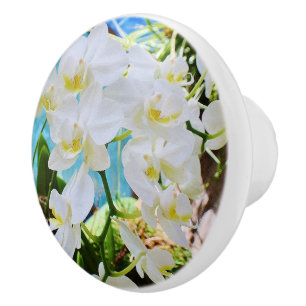 Cerámica Pomo de cajón para orquídeas