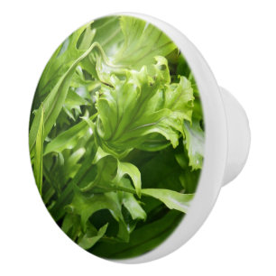 Cerámica Pomo - Fern de pescado