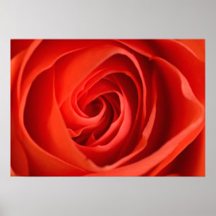 Cerca de Rosa Roja – Póster de Fotografía Floral