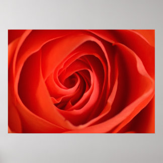Cerca de Rosa Roja – Póster de Fotografía Floral