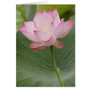 Cercano a Lotus flower, Nelumbo nucifera),