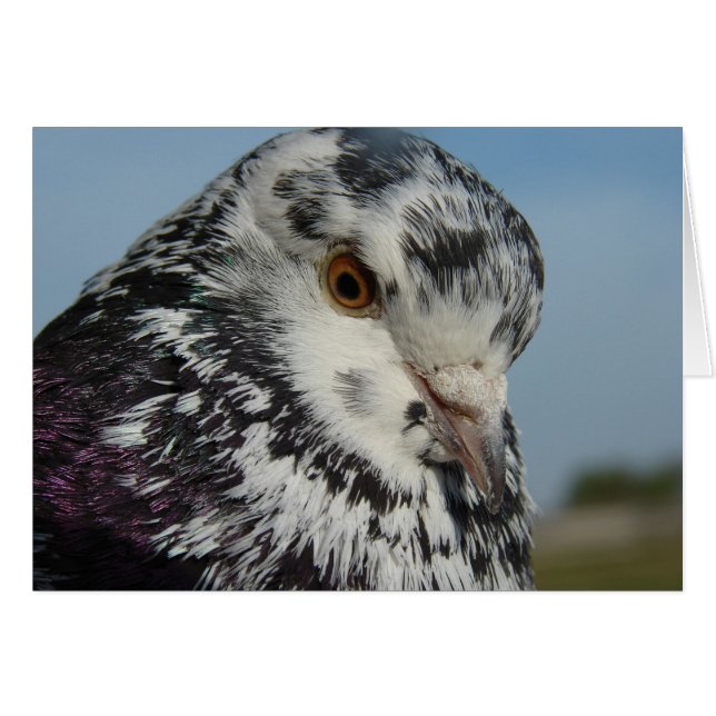 Cerdo (Anverso (Horizontal))