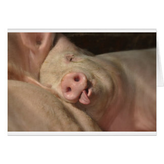cerdo