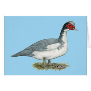 Cerdo azul Muscovy Drake