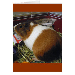 Cerdo de Guinea