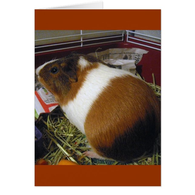 Cerdo de Guinea (Frente)