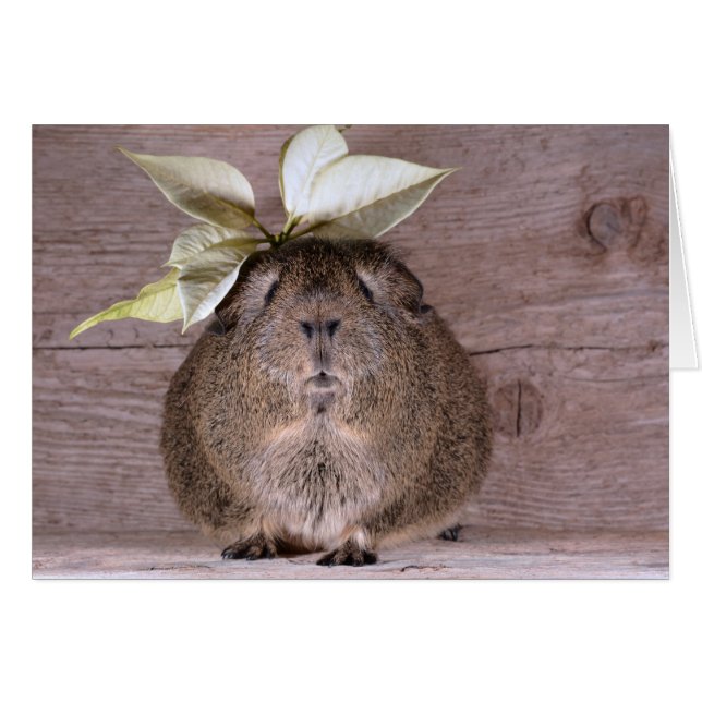 Cerdo de Guinea (Anverso (Horizontal))