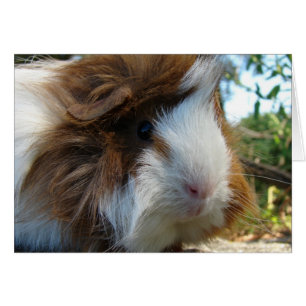 Cerdo de Guinea