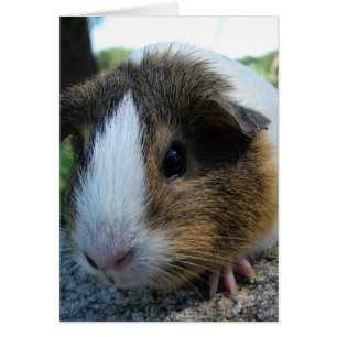 Cerdo de Guinea