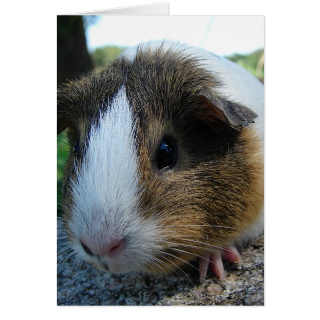 Cerdo de Guinea (Frente)