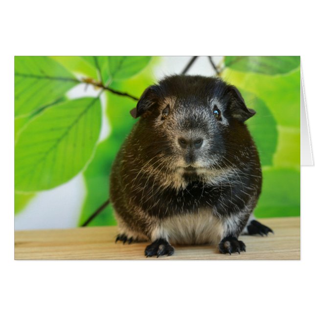 Cerdo de Guinea de Plata Cuta (Anverso (Horizontal))