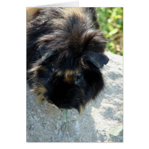 Cerdo de Guinea en roca