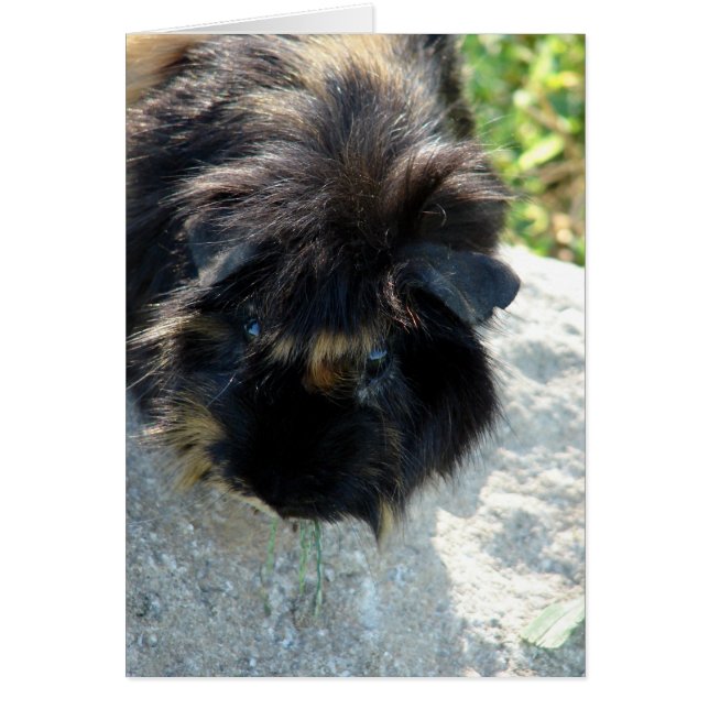 Cerdo de Guinea en roca (Frente)