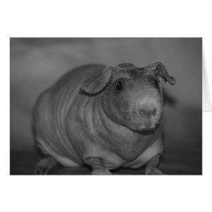 Cerdo flaco en tarjeta blanco y negro
