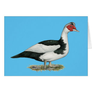 Cerdo negro moscovita Drake