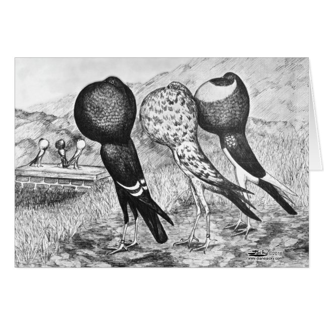 Cerdos de Brunner Pouter (Anverso (Horizontal))