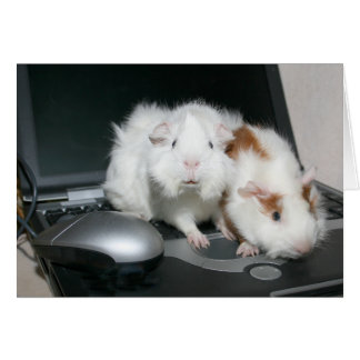 Cerdos de Guinea y laptop