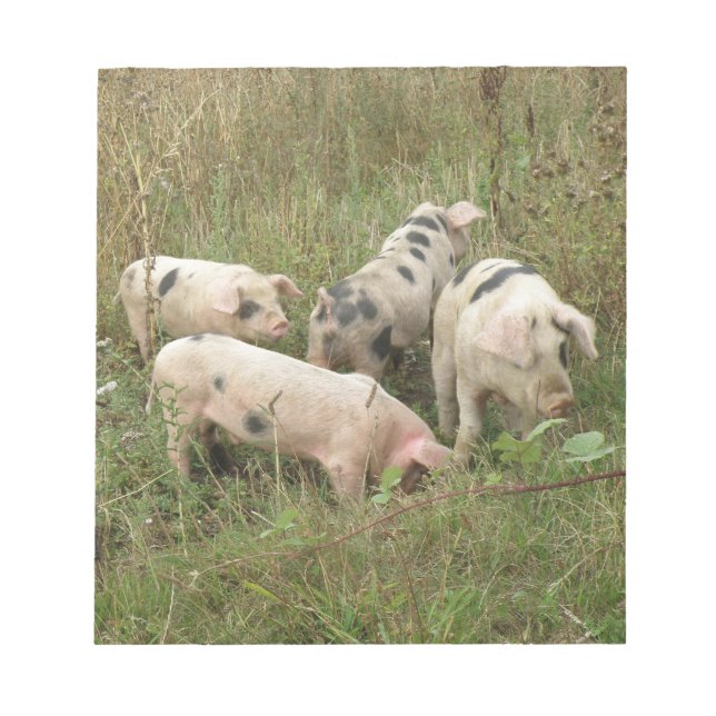 Cerdos en un Bloc de notas de campo (Frente)