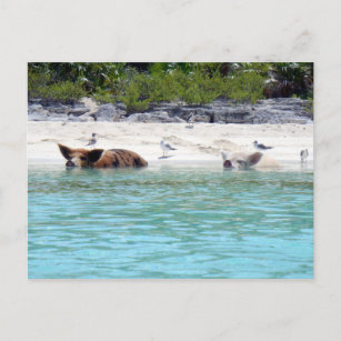 Cerdos nadando en la postal de la playa