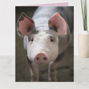 CERDOS Y BESOS TARJETA DE CERDO TARJETAS