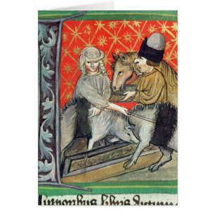 Cerdos y caballos de la cría