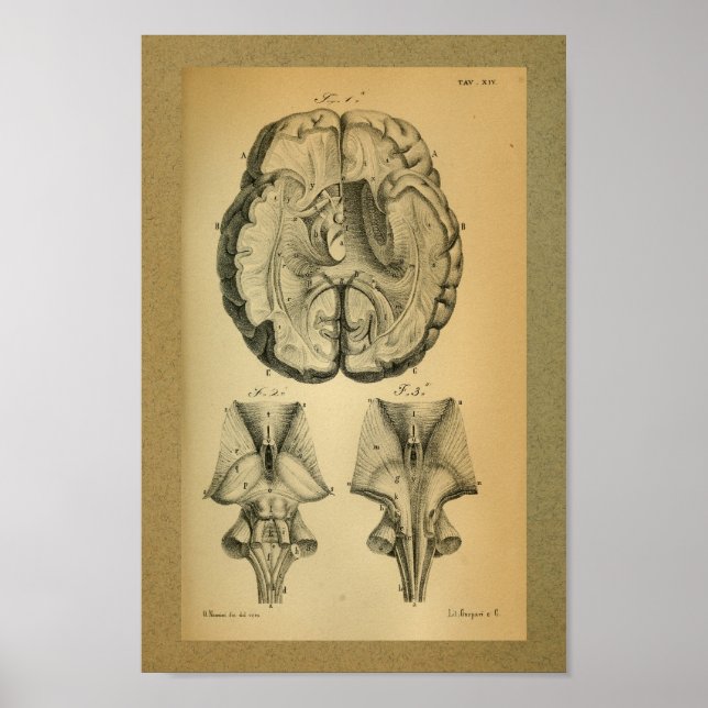 Cerebro de impresión de anatomía ventilado de 1850 (Frente)