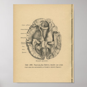 Cerebro de la impresión de la anatomía del alemán