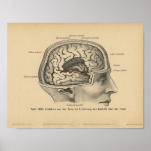 Cerebro del cráneo de la impresión de la anatomía