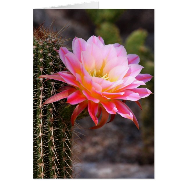Cereus en flor de cactus rosado (Frente)