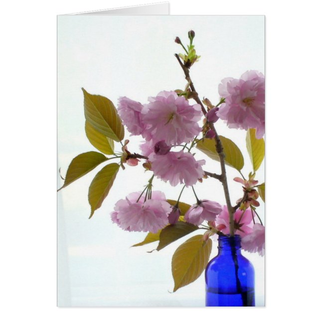 cereza de primavera (Frente)