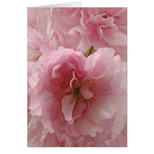 Cereza japonesa (Frente)