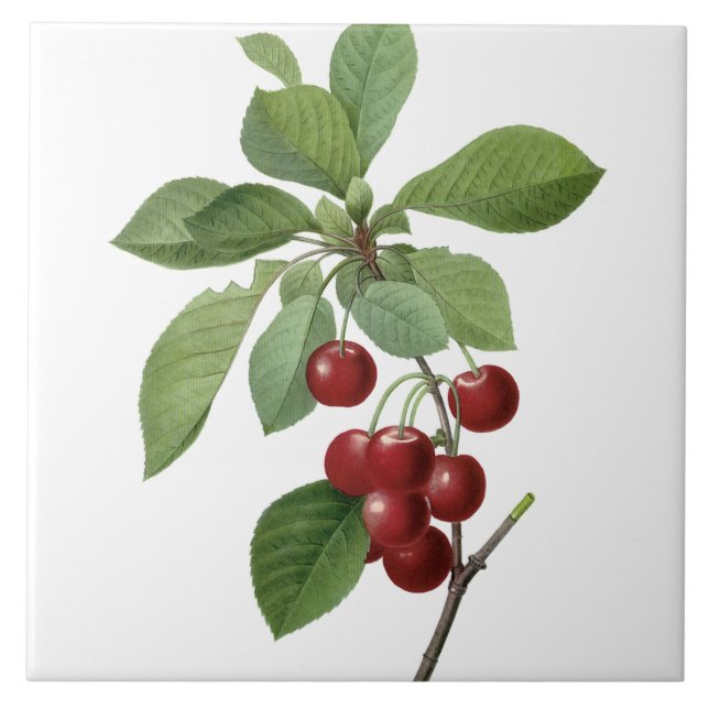 Cerezas de Pedro-José Redouté que pintan la teja (Frente)
