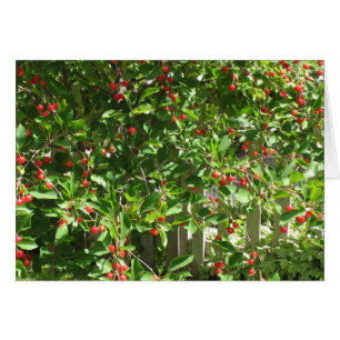 Cerezas rojas de la empanada