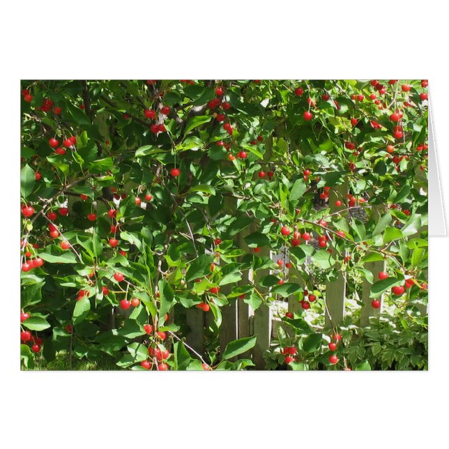 Cerezas rojas de la empanada (Anverso (Horizontal))