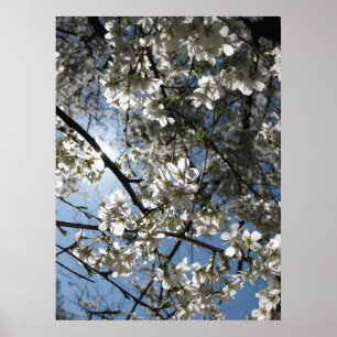 Cerezo Blossom Equinox, impresión