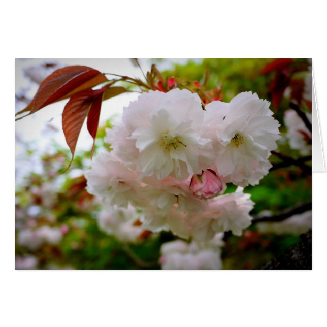 Cerezo en flor (Anverso (Horizontal))