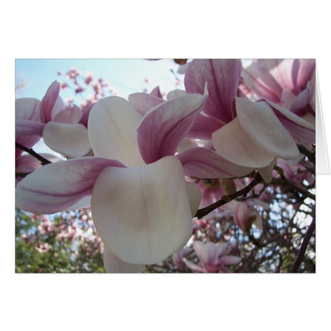 Cerezo en flor (Anverso (Horizontal))