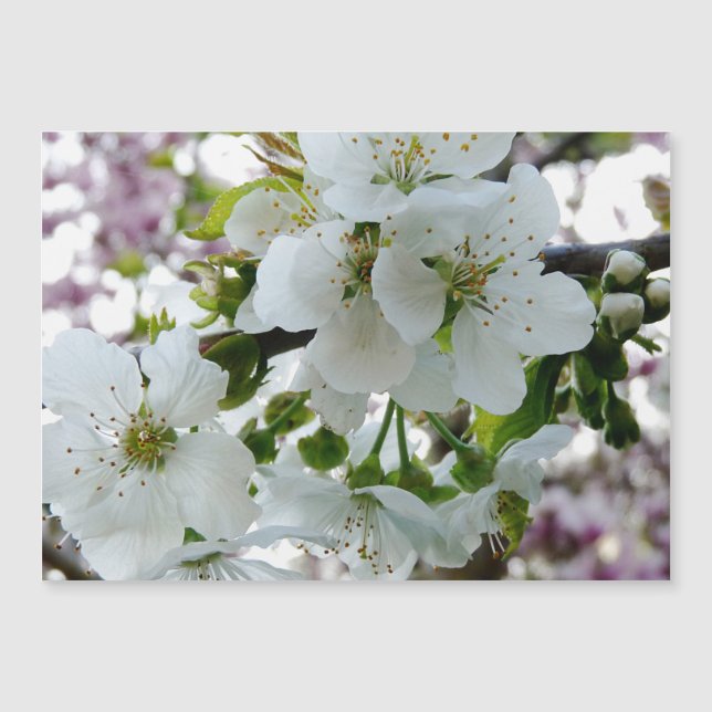 Cerezo en flor (Anverso)