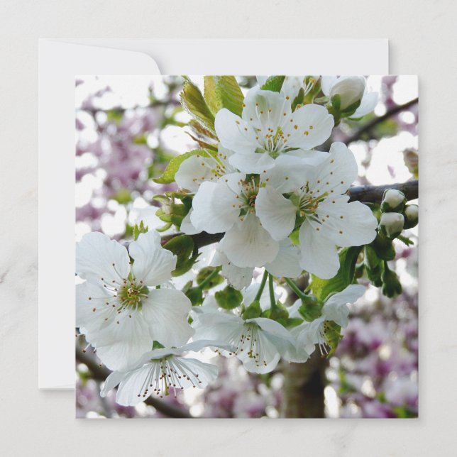 Cerezo en flor (Anverso)