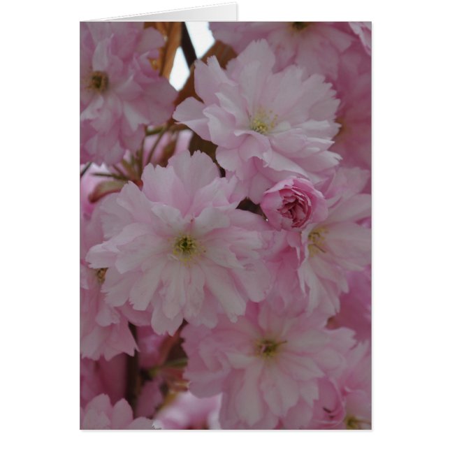 Cerezo en flor (Frente)