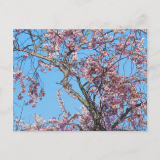 Cerezo en flor. Cardiff, postal de Gales