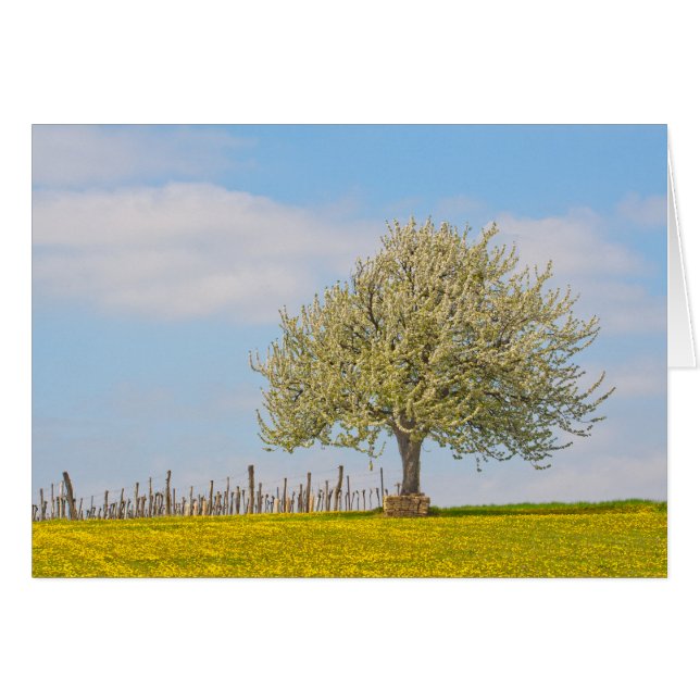 Cerezo en primavera (Anverso (Horizontal))