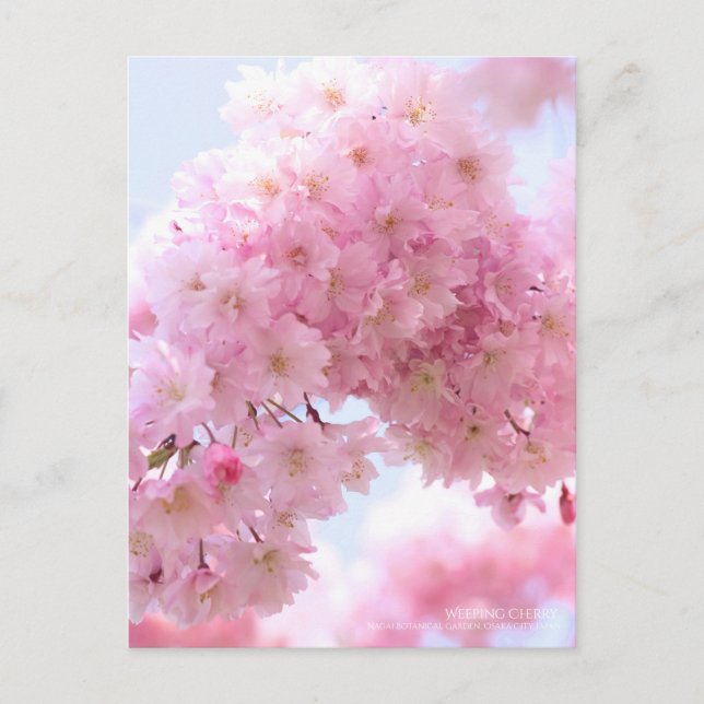 Cerezo lloroso: postal (Anverso)