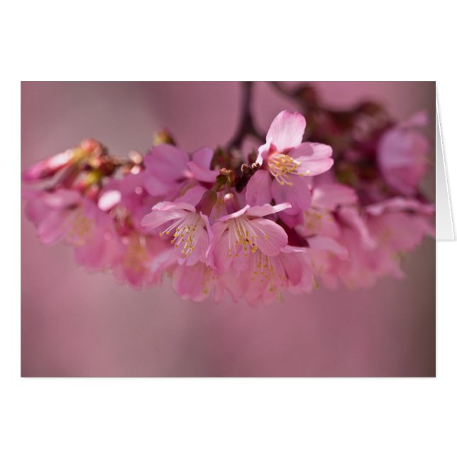 Cerezos en flor Primavera Caliente 2012 Aparatos y (Anverso (Horizontal))
