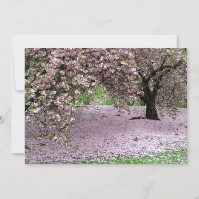 Cerezos florecen en primavera en Central Park (Anverso)