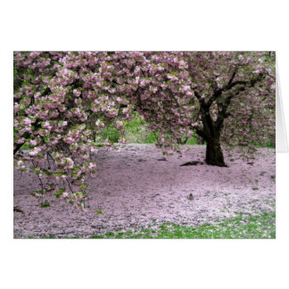 Cerezos florecen en primavera en Central Park