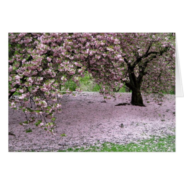 Cerezos florecen en primavera en Central Park (Anverso (Horizontal))