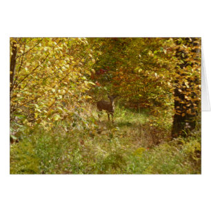 Cerfs de Pensilvania en otoño