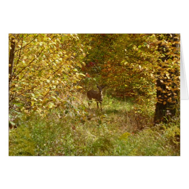 Cerfs de Pensilvania en otoño (Anverso (Horizontal))